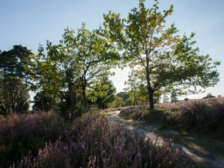 Idylle Lüneburger Heide