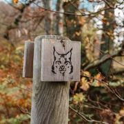 luchstour-bad-harzburg-premiumwanderung-harz-wanderung-bad-harzburg-wandern-im-harz-02