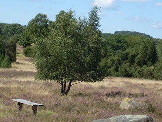 birke-heidelandschaft-bispingen