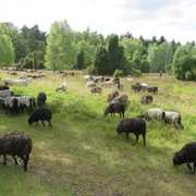 heidschnucken-schaefer-wiese
