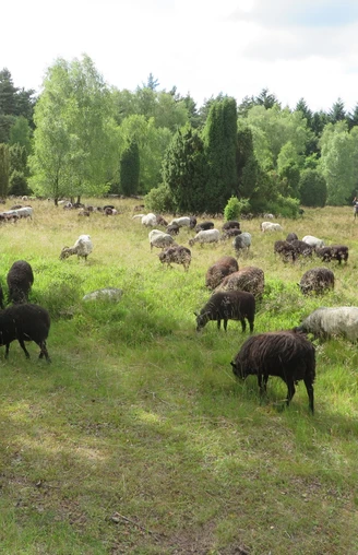 heidschnucken-schaefer-wiese