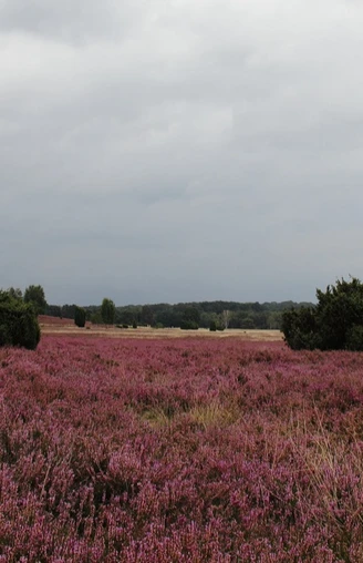 bluehende-heidelandschaft-lueneburger-heide