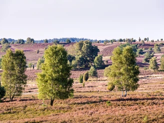 heidelandschaft-lueneburger-heide