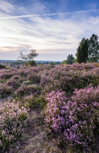 bluehende-heide-bispingen