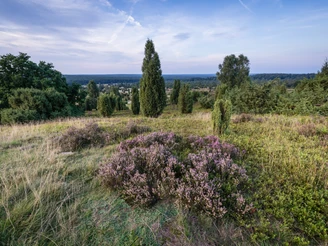 heidelandschaft-wacholder-lueneburger-heide