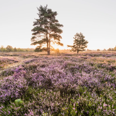 bluehende-heideflaechen-bispingen
