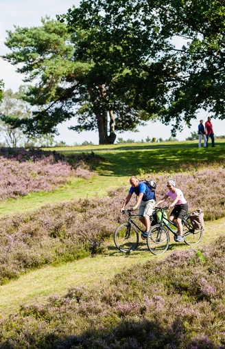 rad-wandern-heide-bispingen