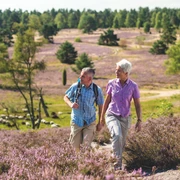heide-wanderung-brunsberg-heidschnucken