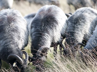 grasende-heidschnucken-lüneburger-heide
