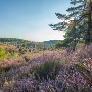heideflaeche-lueneburger-heide