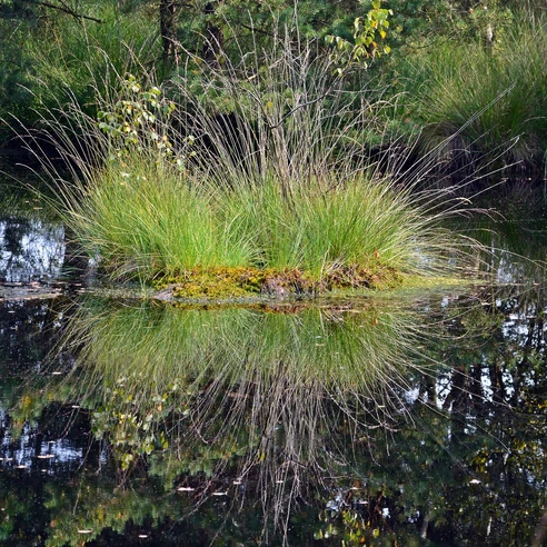 pietzmoor-schneverdingen