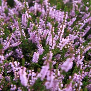 heideblüte-bispingen