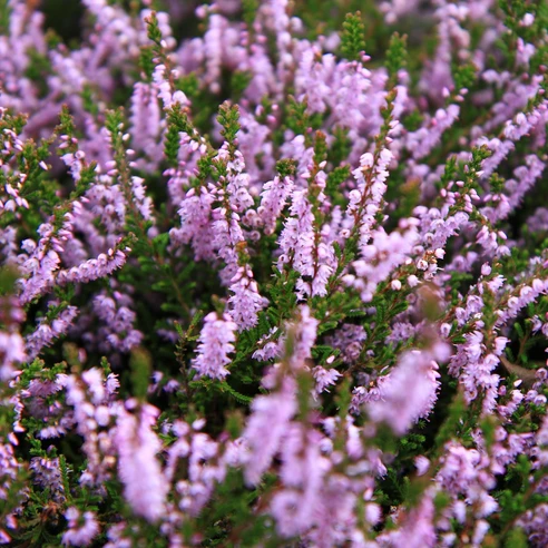 heideblüte-bispingen
