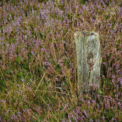 blühende-heide-wanderung
