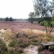 heide-natur-bispingen