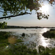Winzlar Meerbruch Ein flaches Gewässer mit Wasservögeln, umgeben von üppigem Grün und Bäumen bei tief stehender Sonne.