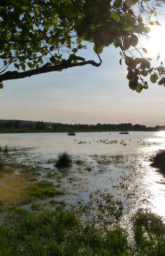 Winzlar Meerbruch Ein flaches Gewässer mit Wasservögeln, umgeben von üppigem Grün und Bäumen bei tief stehender Sonne.