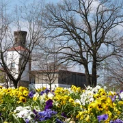 Strandterrassen Steinhude Ein Blumenmeer aus bunten Stiefmütterchen im Vordergrund, mit einem Turm und kahlen Bäumen dahinter.