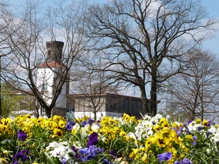 Strandterrassen Steinhude Ein Blumenmeer aus bunten Stiefmütterchen im Vordergrund, mit einem Turm und kahlen Bäumen dahinter.