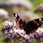 Ein Admiral-Schmetterling sitzt auf einer lila Blüte, umgeben von weiteren Blumen und grünem Hintergrund.