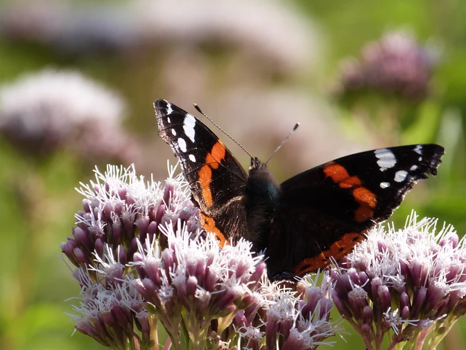 Ein Admiral-Schmetterling sitzt auf einer lila Blüte, umgeben von weiteren Blumen und grünem Hintergrund.