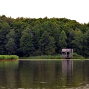 Aussichtsturm vor grüner Waldkulisse am Seeufer, umgeben von dichtem Schilf und ruhigem Wasser.