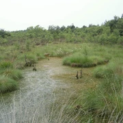 Totes Moor Grün bewachsenes Moor mit vereinzelten Wasserflächen, umgeben von niedrigen Sträuchern und Bäumen.