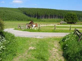 Eine grüne Wiese mit grasenden Pferden, umgeben von Wald und einem gewundenen Weg im Vordergrund.