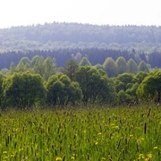 Aussicht im Naturpark Teutoburger Wald / Eggegebirge bei Bad Driburg Grüne Wiesen mit Schilf vor dicht bewaldeten Hügeln im Naturpark Teutoburger Wald, Bad Driburg.