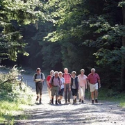 Geführte Wanderung in Bad Driburg Eine Gruppe älterer Wanderer spaziert auf einem sonnenbeschienenen Waldweg in Bad Driburg.