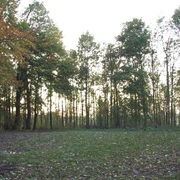 Unser Weg führt uns auch an Wäldern vorbei. Herbstliche Waldszene mit Laubbäumen; Sonnenlicht schimmert durch die Blätter, ruhige Atmosphäre.