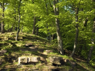 Buchen-Eichen-Wald - Klippensteig  Buchen und Eichen auf einem steinigen Hang leuchten in hellem Grün bei Sonnenschein im Wald.
