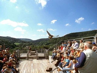 Tribüne der Adlerwarte Berlebeck Adler fliegt über eine Holzbühne mit Publikum, umgeben von grünen Hügeln unter blauem Himmel.