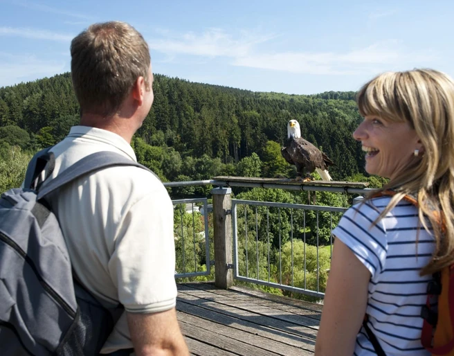 Adlerwarte Berlebeck Ein Paar beobachtet einen Weißkopfseeadler, der auf einem Geländer vor einem waldbedeckten Hügel sitzt.