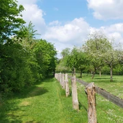 Streuobstwiese am Schmandberg Eine blühende Streuobstwiese mit Holzzaun, Bäumen in voller Blüte und einem grasbewachsenen Pfad.