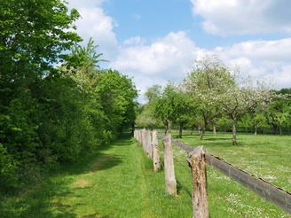 Streuobstwiese am Schmandberg Eine blühende Streuobstwiese mit Holzzaun, Bäumen in voller Blüte und einem grasbewachsenen Pfad.