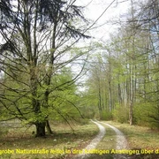 Ein schmaler Wanderweg schlängelt sich durch einen dichten, grünen Buchenwald bei klarem Himmel.
