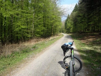 Breite Forstwege führen kreuz und quer über die Höhen des Teutoburger Waldes Ein Fahrrad steht auf einem breiten, kiesigen Forstweg, gesäumt von hohen, dichten Laubbäumen im Frühling.