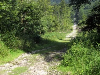 Steiler, steiniger Mountainbike-Trail führt durch dichten Wald mit Fernblick auf Hügelkette.