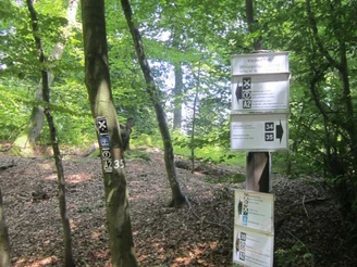 Waldweg mit Wegweisern im lichten Wald, Hinweis auf historischen römischen Passübergang Kleiner Riggi.