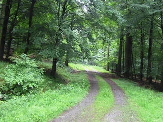 Ein breiter Waldweg führt durch einen grünen, dichten Buchenhochwald am Ziegenberg.