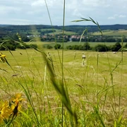 Blick auf Reelsen Gelb blühende Wildblumen im Vordergrund einer weiten Wiesenlandschaft mit fernem Dorf und bewaldeten Hügeln.