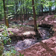 Ein ruhiger, von Bäumen umgebener Bach schlängelt sich durch einen schattigen Laubwald.
