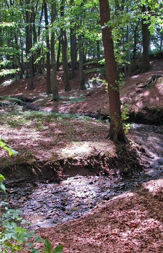 Ein ruhiger, von Bäumen umgebener Bach schlängelt sich durch einen schattigen Laubwald.