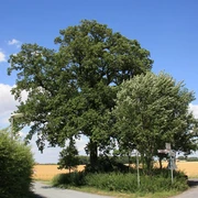 Bismarck-Eiche Enger Die Bismarck-Eiche Enger beeindruckt als alter Baum in ländlicher Umgebung mit ausladenden Ästen.
