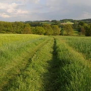 Ein grüner Pfad führt durch saftige Felder, umgeben von sanften Hügeln und einzelnen Bäumen.
