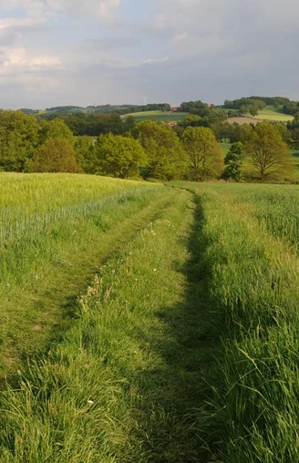 Grasweg Ein grüner Pfad führt durch saftige Felder, umgeben von sanften Hügeln und einzelnen Bäumen.