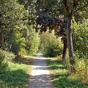 Ehemalige Kleinbahntrasse durch das NSG Füllenbruch Ein schmaler, mit Bäumen gesäumter Weg führt durch eine grüne Landschaft im Naturschutzgebiet Füllenbruch.