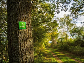 Wegezeichen Weg der Stille Grünes Wegzeichen "Weg der Stille" an einem Baum, dahinter ein natürlicher Waldweg im Sonnenlicht.