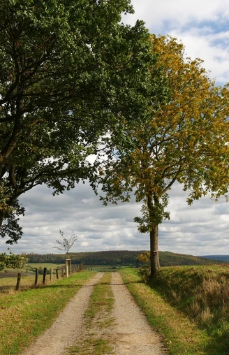 Wanderweg bei Brenkhausen Ein unbefestigter Weg führt zwischen herbstlichen Bäumen hindurch, umgeben von offenen Feldern und Hügeln.
